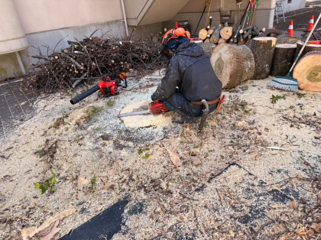 採作業・撤去処分