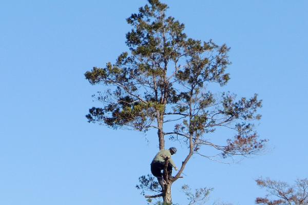 枝おろし・枝払い
