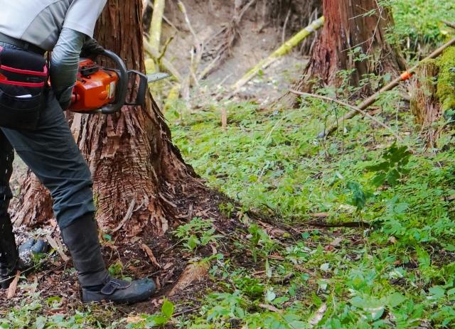 草刈り作業の実施