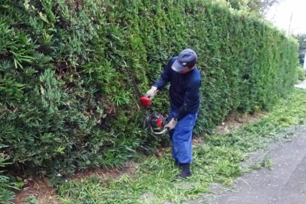 生け垣の刈り込み