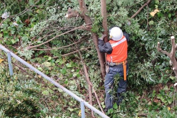 支障木の伐採