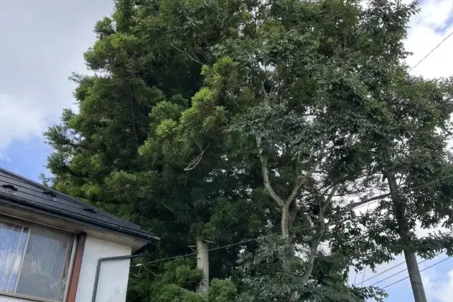 広大な空き地の草刈り後