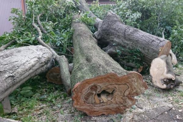 高木・大木の伐採