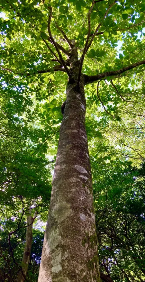 伸び放題の雑草