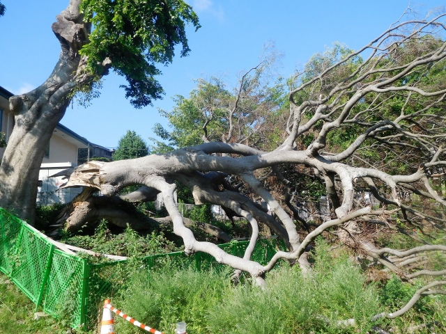 倒木の危険性