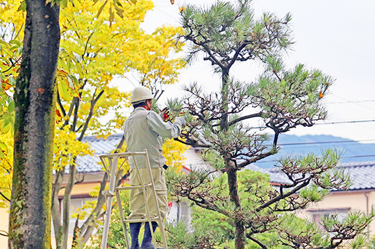 庭木の伐採なら仙台の植木屋 お庭職人110番