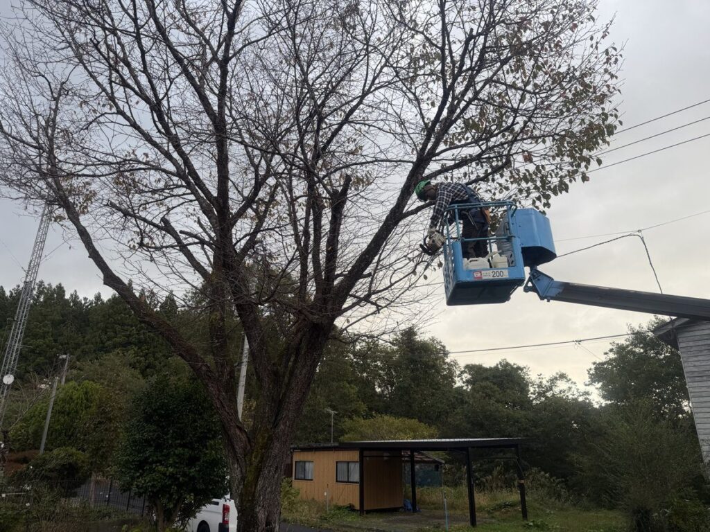 高所作業車に乗り桜の上部の枝を切る職人