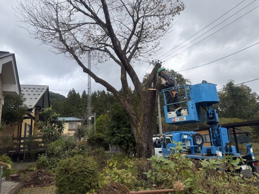 高所作業車で電線を避けながら桜の枝を切り下ろす作業