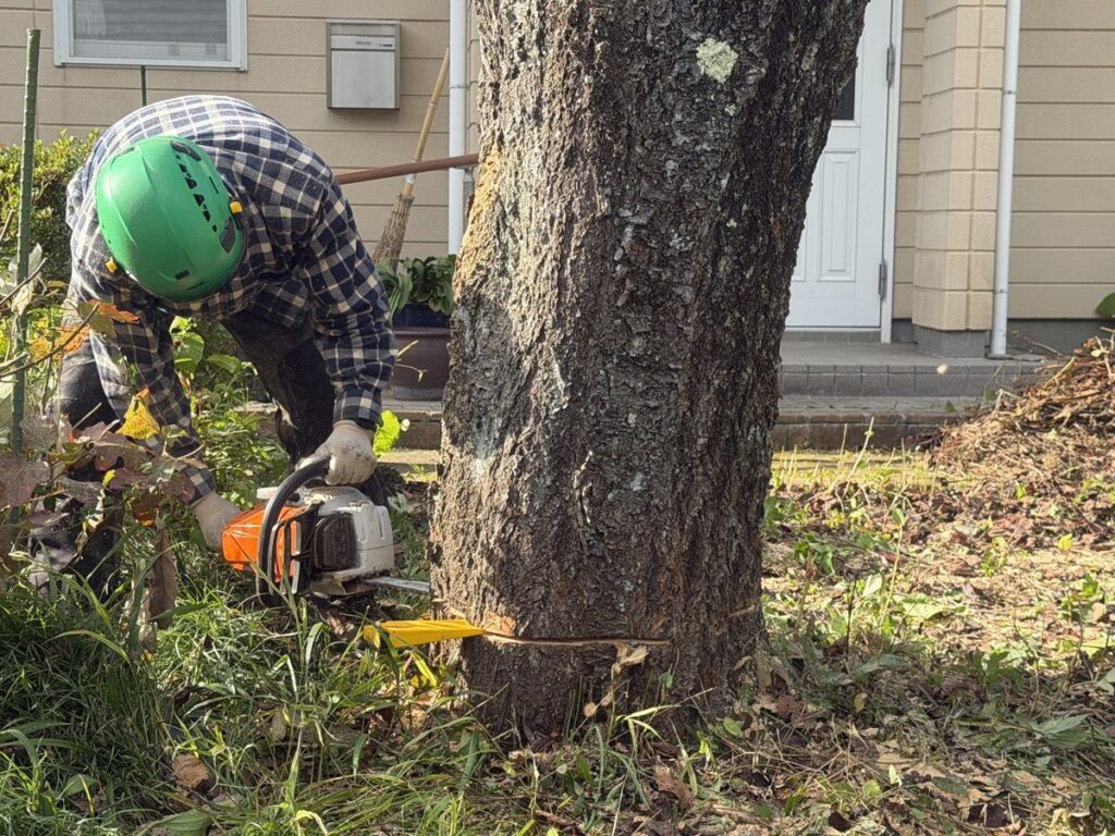 チェーンソーで桜の根元に受け口を作る作業