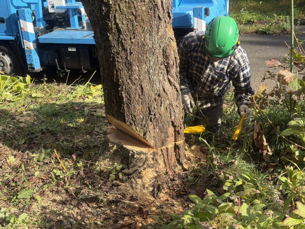 根元から伐倒する桜の幹（直径約56cm）