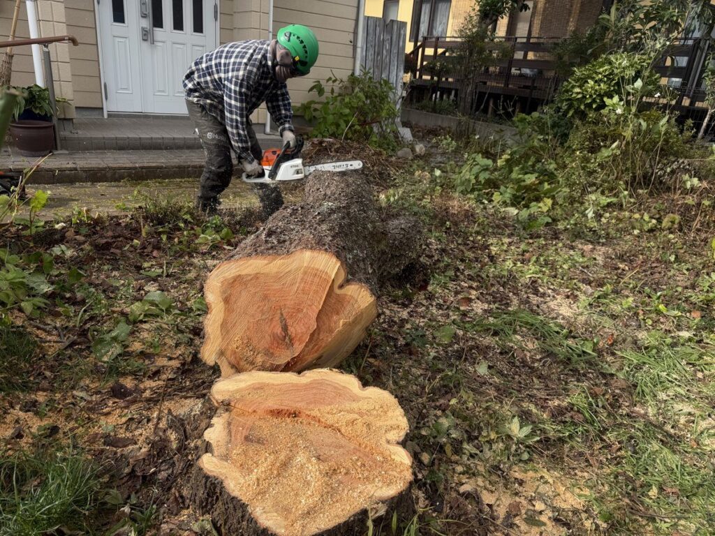 伐採した桜の幹を玉切りする作業