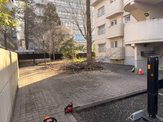 高木伐採