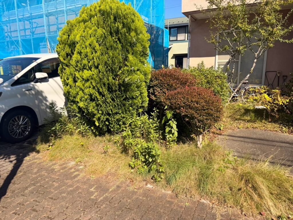 名取市相互台の除草 道路側の角(コニファーまわり)の作業前(雑草が伸びた状態)