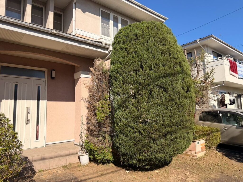 名取市相互台の除草 玄関横のコニファーの足元の作業後(除草してすっきりした状態)