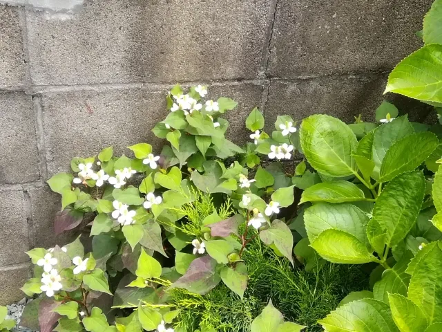 庭の雑草