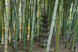 竹林の画像